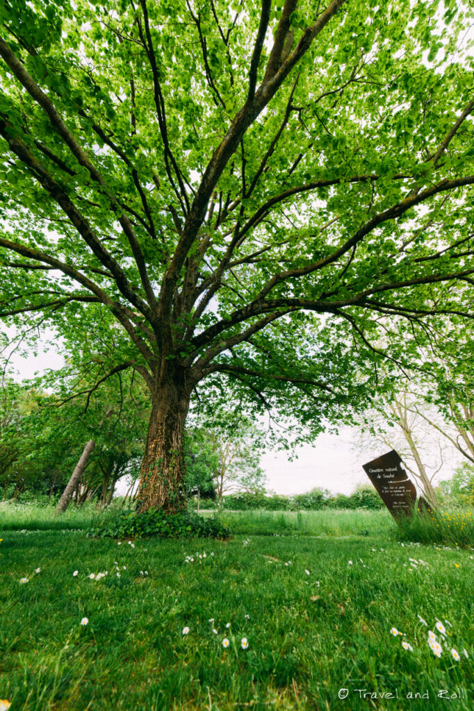 L'entrée du cimetière naturel de Souché avec un arbre majestueux