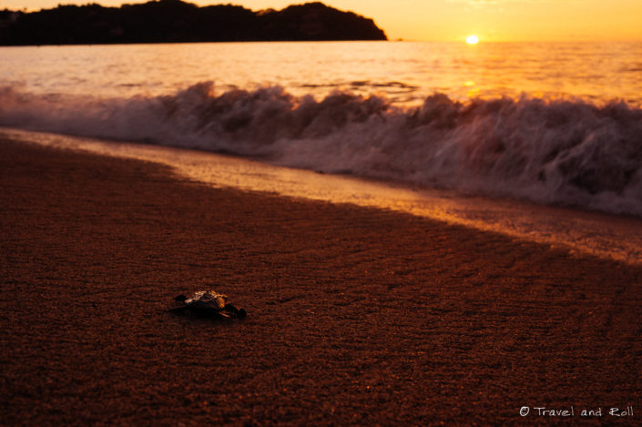 Baby turtle follows the sun in Sayulita