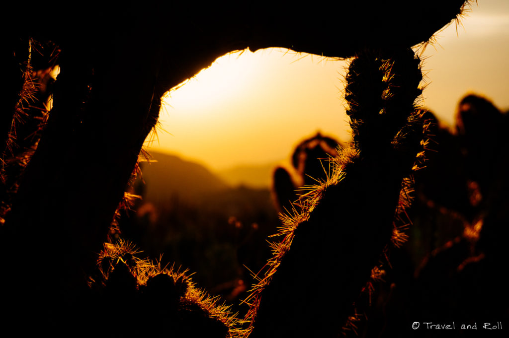 Real de Catorce - Sunset cactus