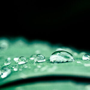Morning drops of water on a leaf