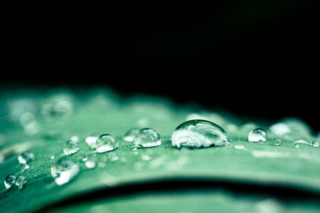 Morning drops of water on a leaf