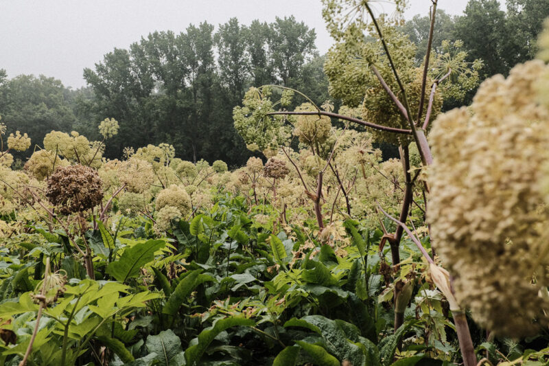 A field of angelica with poplars in the background.